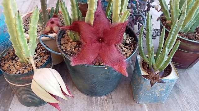 Evde üretim için tavsiye ettiğim tür 3. bölüm ( stapelia ailesi)