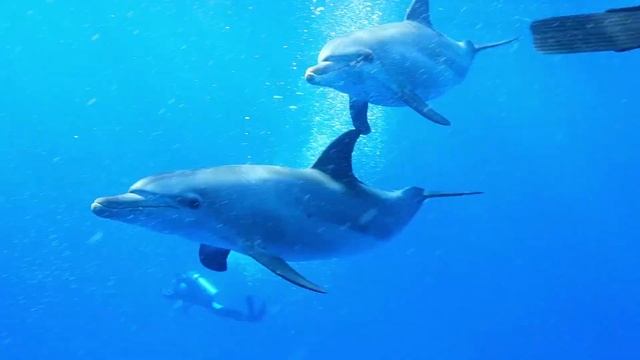 The Best Relax Music and Dolphins Aquarium   Sleep Relaxing Music   2 Hours   HD 1080P