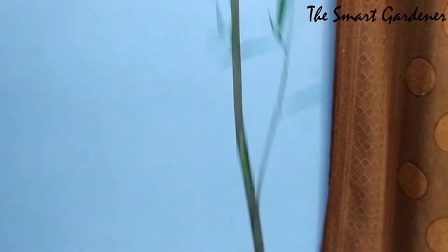 Yellow Oleander ( कनेर ): Care | Propagation | Repotting | In Hindi | The Smart Gardener