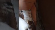 немного о кроликах и цыплят в моём хозяйстве, Чуйская область Кыргызстан