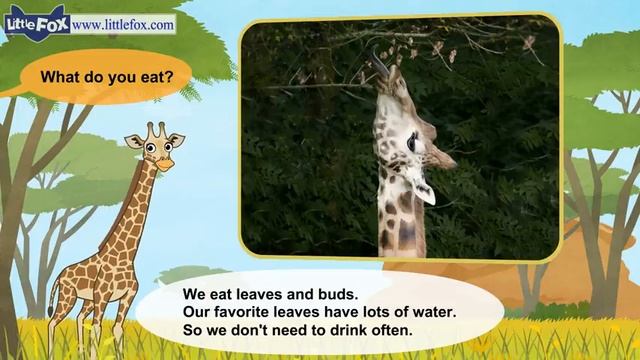 16. Meet the Animals 16  Giraffe  Wild Animals  Little Fox  Animated Stories for Kids