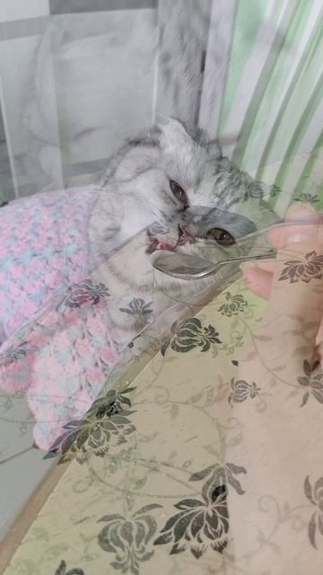Завтракаем с шотландкой Бусей☺