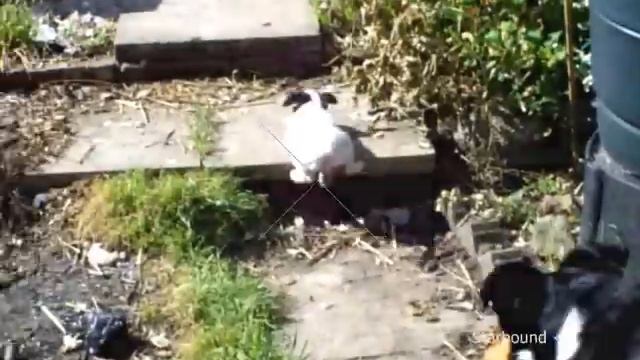 Mercedes- MINI JACK RUSSELL