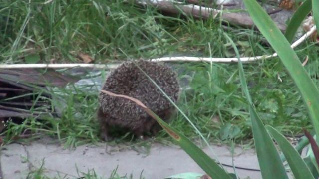 Їжак колючий їсть ковбасу.