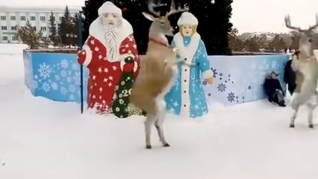 Житикара 2017 елка.