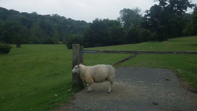 A Ride over the North York Moors riding a classic BMW and an encounter with a goat