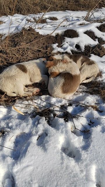 щенки