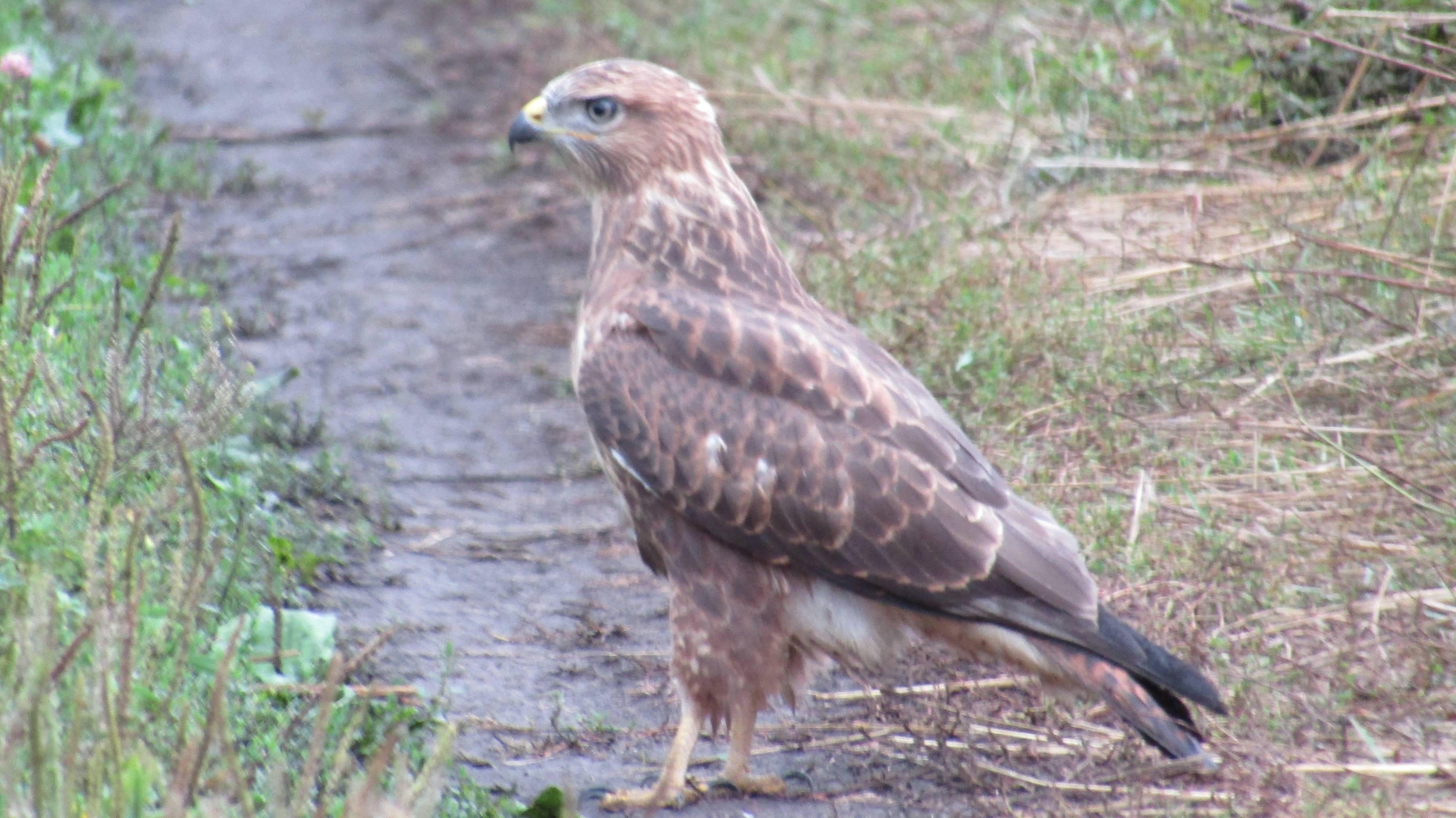 Обыкновенный канюк или сарыч (лат. Buteo buteo)