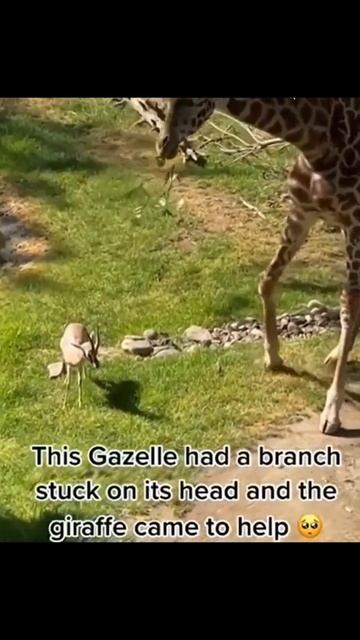Reach Out | Giraffe #animal #shortsvideo #shorts #viral #giraffe #animalplanet #nationalgeographic