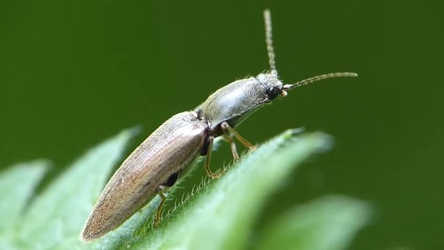 Gewöhnlicher Schnellkäfer (Athous haemorrhoidalis) www.Tierportraet.ch