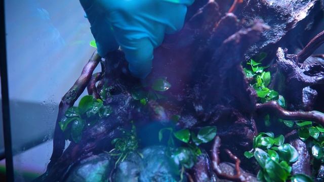 ANUBIAS & BUCEPHALANDRA PLANTED TANK | Planting Tutorial