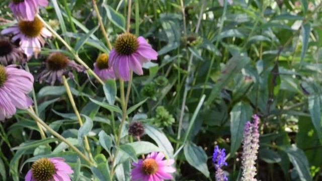 East River Park | A Walk In The Park (Special Episode)