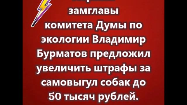 Штраф за самовыгул собак до 50 тысяч рублей