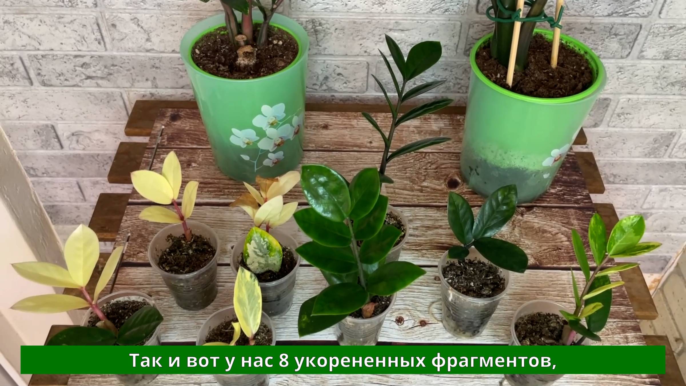 Вариегатный замиокулькас из листа