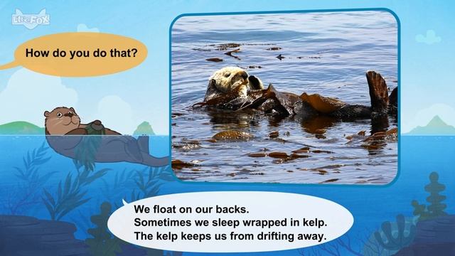 35. Meet the Animals  Sea Otter  Weasel  Stories for Kindergarten