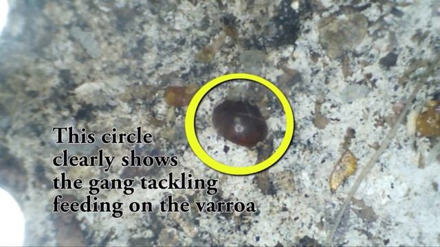 July 9, 2013 Update Varroa Mite
