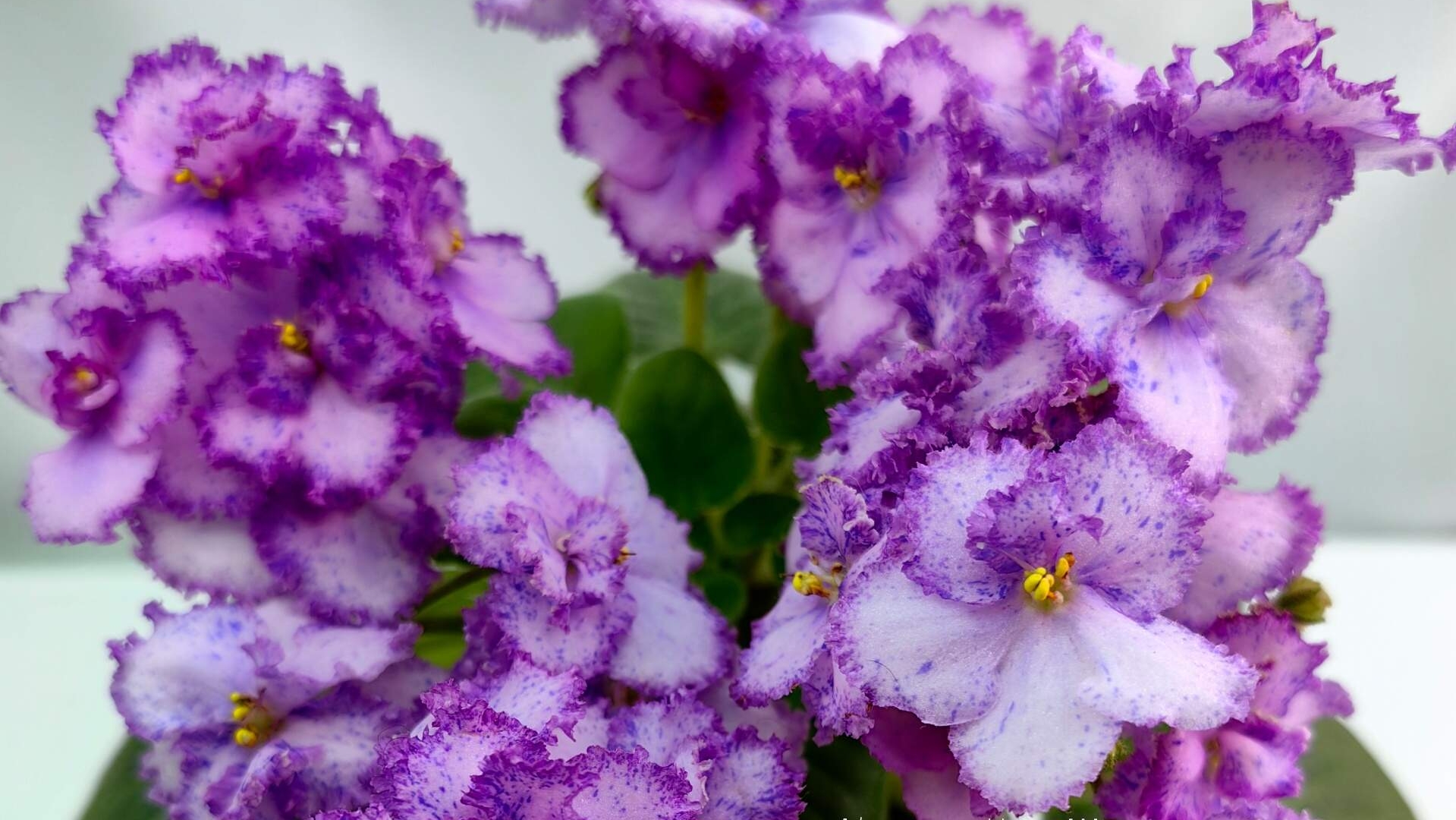 Работаю с мини-фиалками.Пересадка, перевалка, укоренение☘️☘️☘️🌸🌸🌸