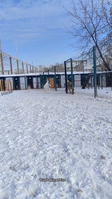 Погоня