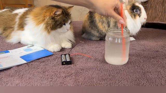 школа котов урок физики