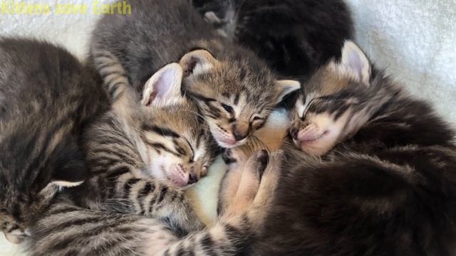 Cute kitten dumplings, mama cat and papa cat😻 #82