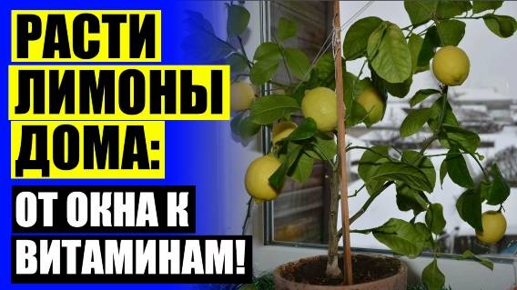 Солнечный лимон питомник павловских лимонов отзывы