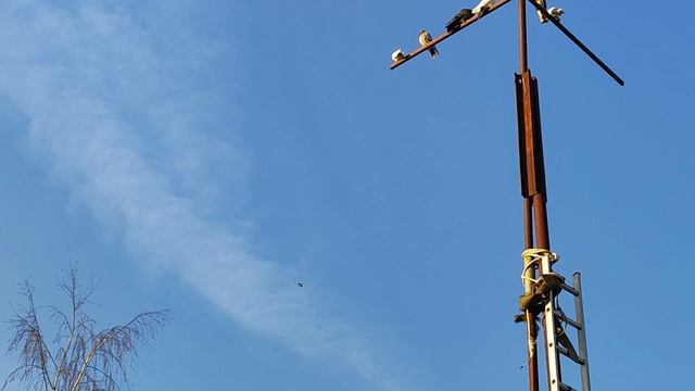 27.02.2025г Тетеревятник забрал Белого широкого.
