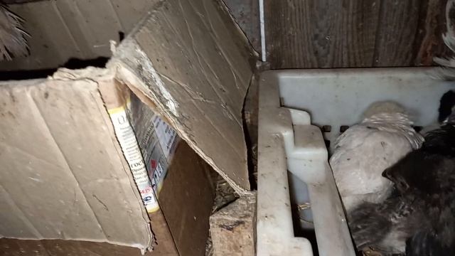 Отдали красавца Аям чемани или Ухейилюй, закрываем кур, новую часть насеста покажу завтра утром.