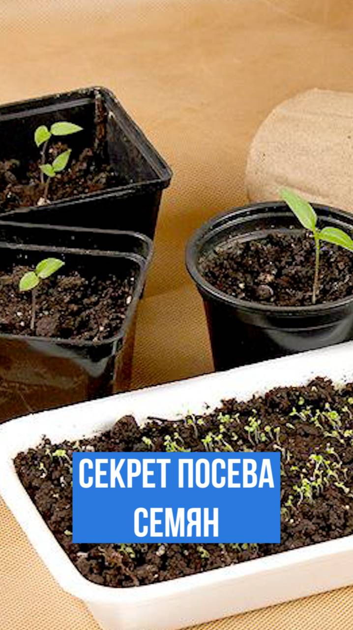 Раскрываем СЕКРЕТ о сроках посева семян!