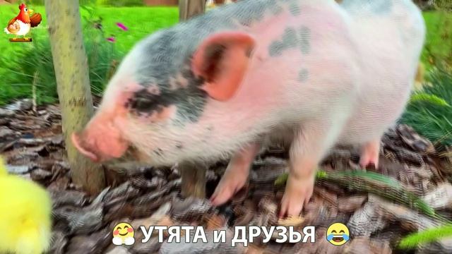 Утята с друзьями – мир нежных эмоций 🤗 эпизод (29)