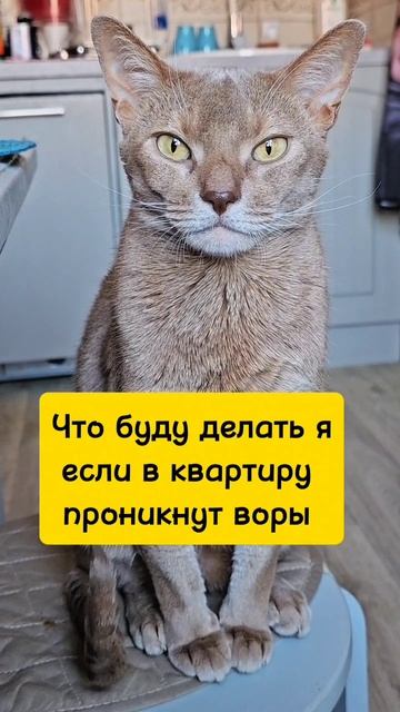 Что буду делать я, когда в дом проникнут воры #котделоговорит