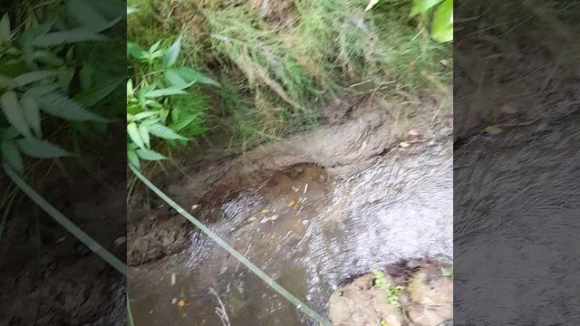 Проверка морды