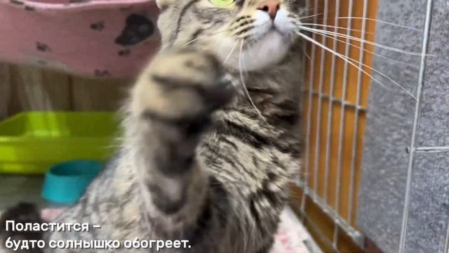МИЗУКИ