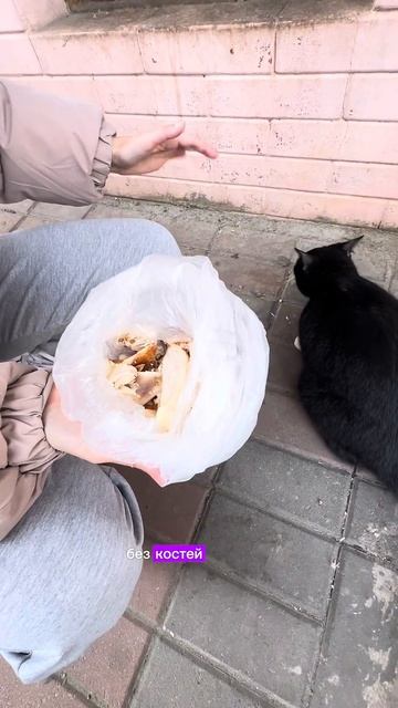 Кошка набросилась на вареную курицу#кошка #кошкасирена #батуми #животные #cat #catlovers #кошкаест