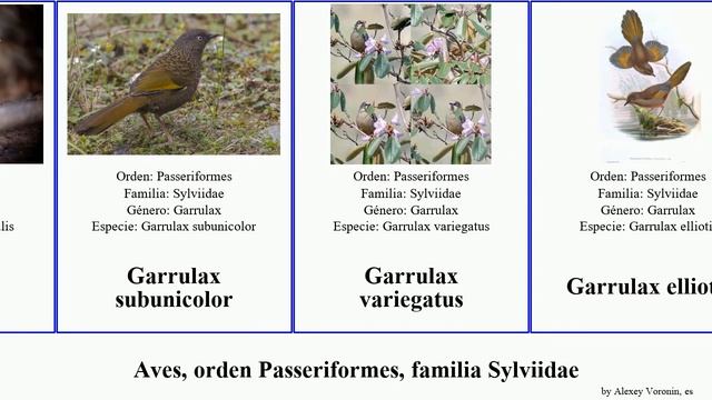Aves, orden Passeriformes, familia Sylviidae charlatán curruca sastrecillo garrulax tordina timalí