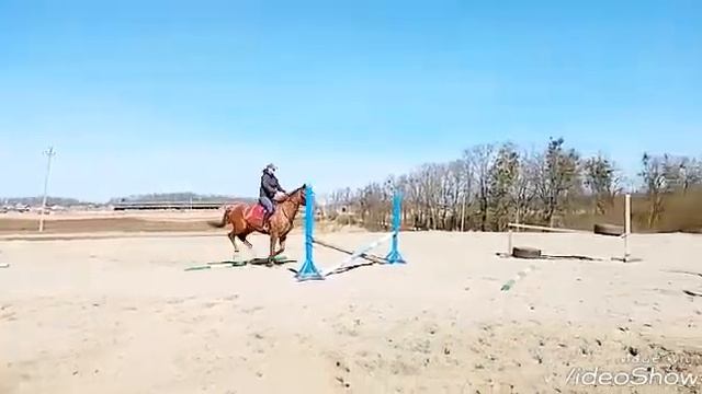 VALENSIYA trakehner mare