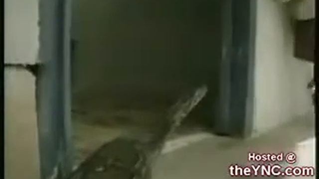 Змея против .......