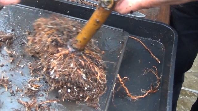 Bare Rooting Bonsai Trees - Spring Bonsai Care