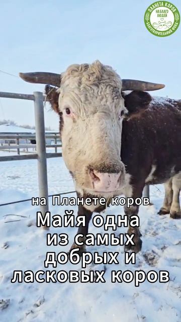 27 февраля день рождения коровы Майи