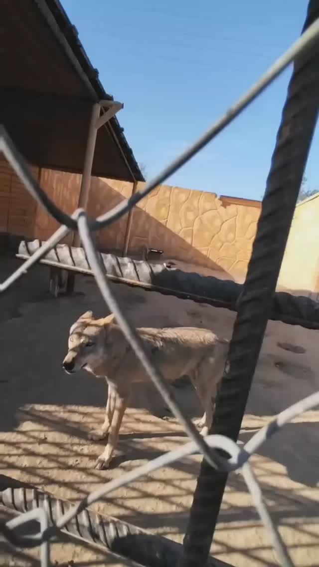 ВОЛКИ в вольере.