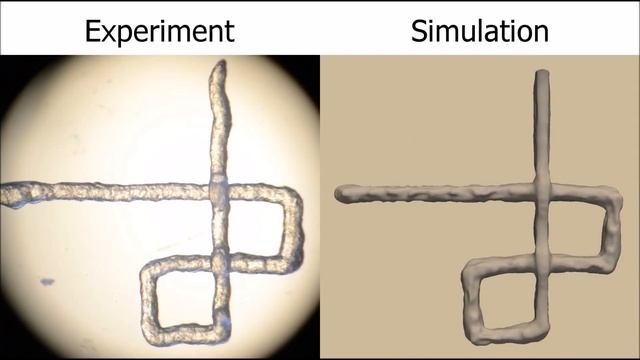 3D Bioprinting Simulation