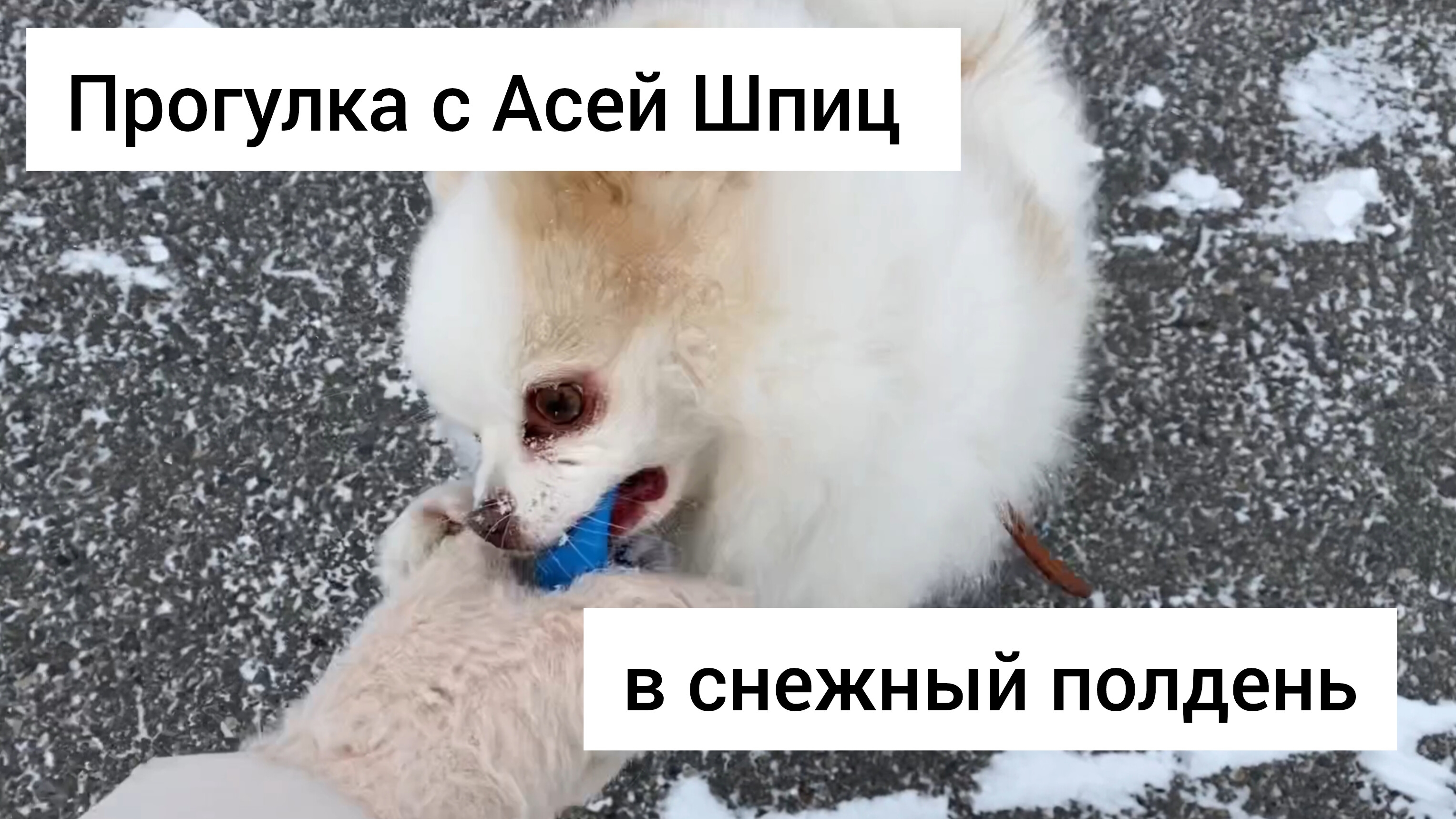 У остальных собак предками волки были, а у Аси Шпиц - 100 % песец. Гуляем с собакой в метель