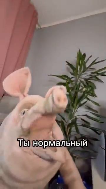 Твоя шиза под конец декабря! ТГ :КАМЫШНИКОВЫ @Kamyshnikovs #енотки #фиксики