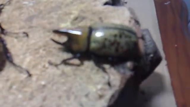 The Difference of Dynastes hyllus hyllus and Dynastes tityus from Kingdom of Beetle Taiwan.mp4