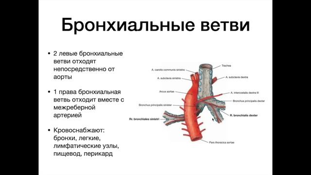 Грудная аорта - анатомия сердечно-сосудистой системы (ССС)