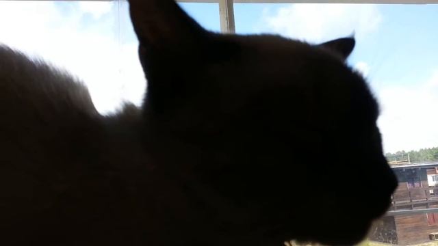 20150804_105145.mp4