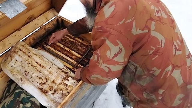 Пасека в лесу .27 февраля 2025г