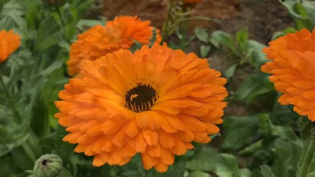 Ringelblume                                     Calendula officinalis L