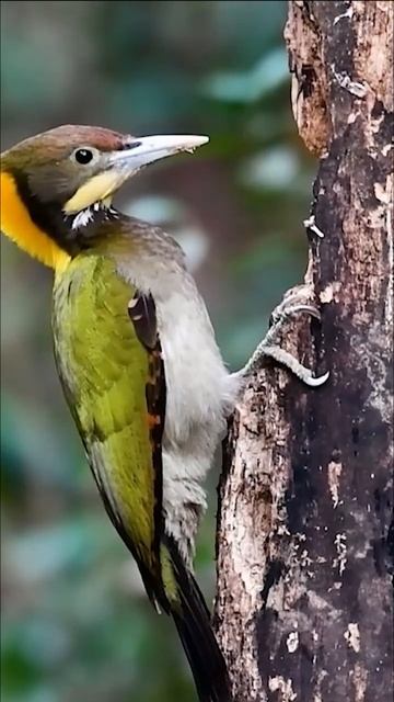Yellow Nape Woodpecker Bird  #birds #shortsfeed #shortsvideo #shorts #calm #relaxing #wildlife