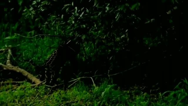 Jaguar Vs Caiman - Wildlife Documentary