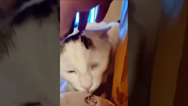 Кошачий беспредел-или голод не кошка